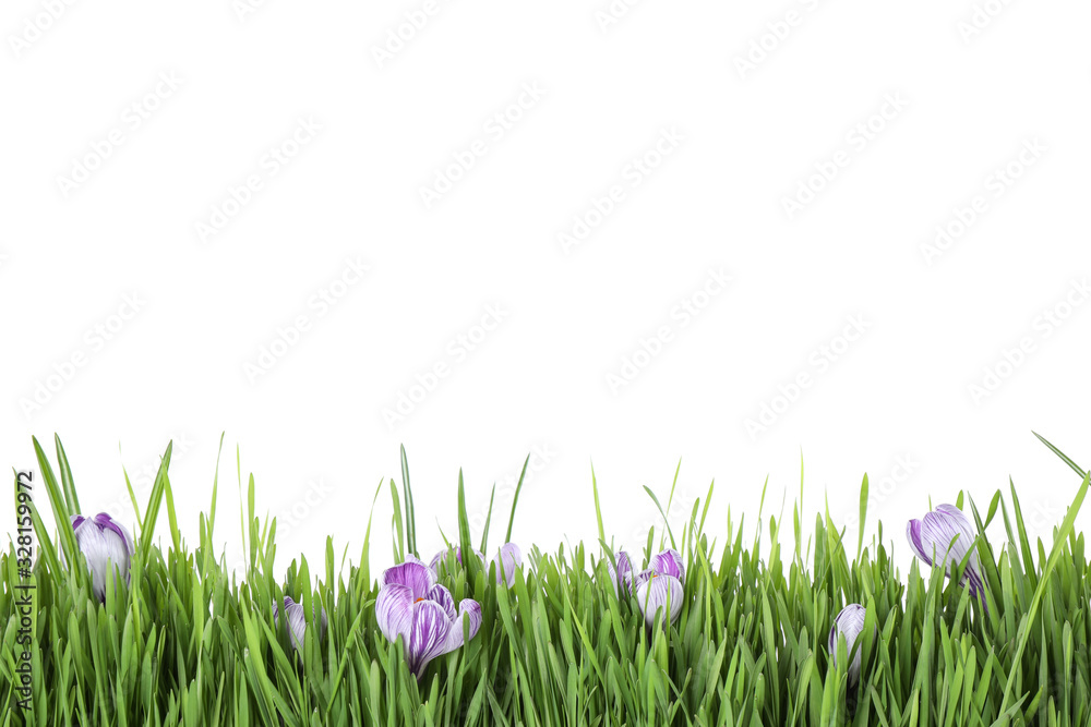 Naklejka Świeża zielona trawa i krokus kwitnie na białym tle. Wiosna