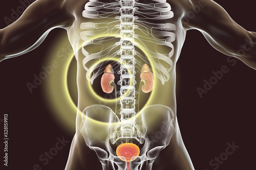 Fotografi Chronic glomerulonephritis, gross pathology