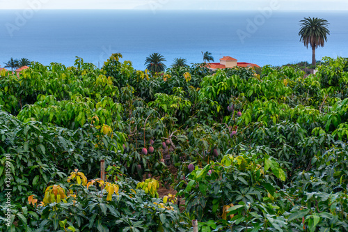 Eco farming on La Palma island, plantations with organic mango trees with sweet ripe mango fruits ready for harvest, Canary islands, Spain