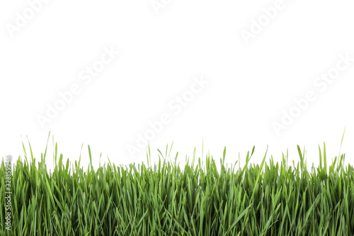 Fresh green grass on white background. Spring season