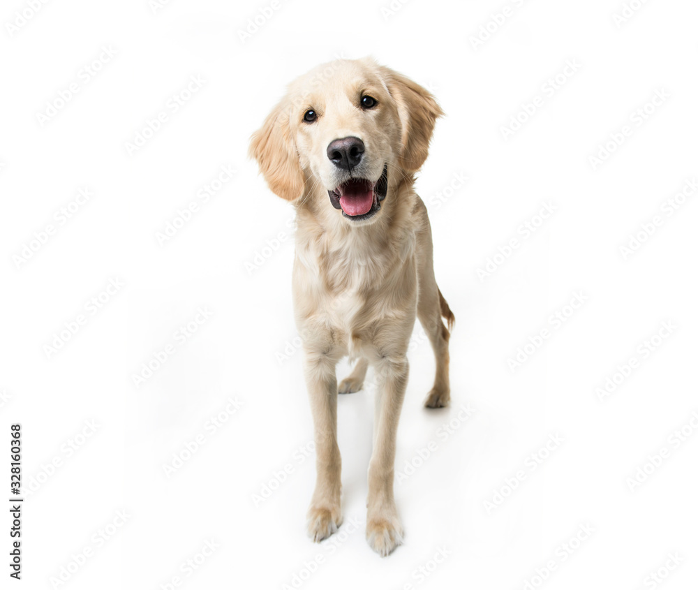 beautiful young Golden Retriever Portrait isolated on white beautiful young Golden Retriever Portrait isolated on white