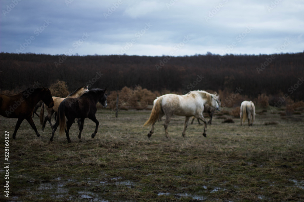 group of wild horses galloping through the bush group of wild horses galloping through the bush