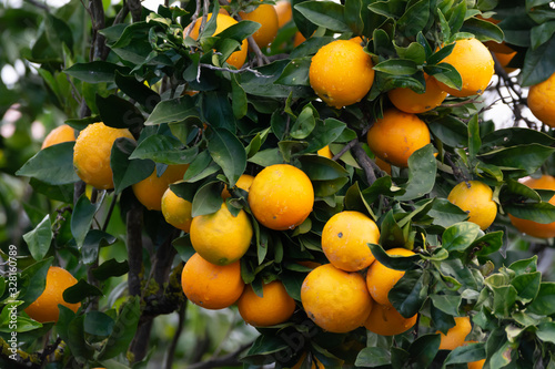 Orange tree with many sweet organic yellow citrus fruits