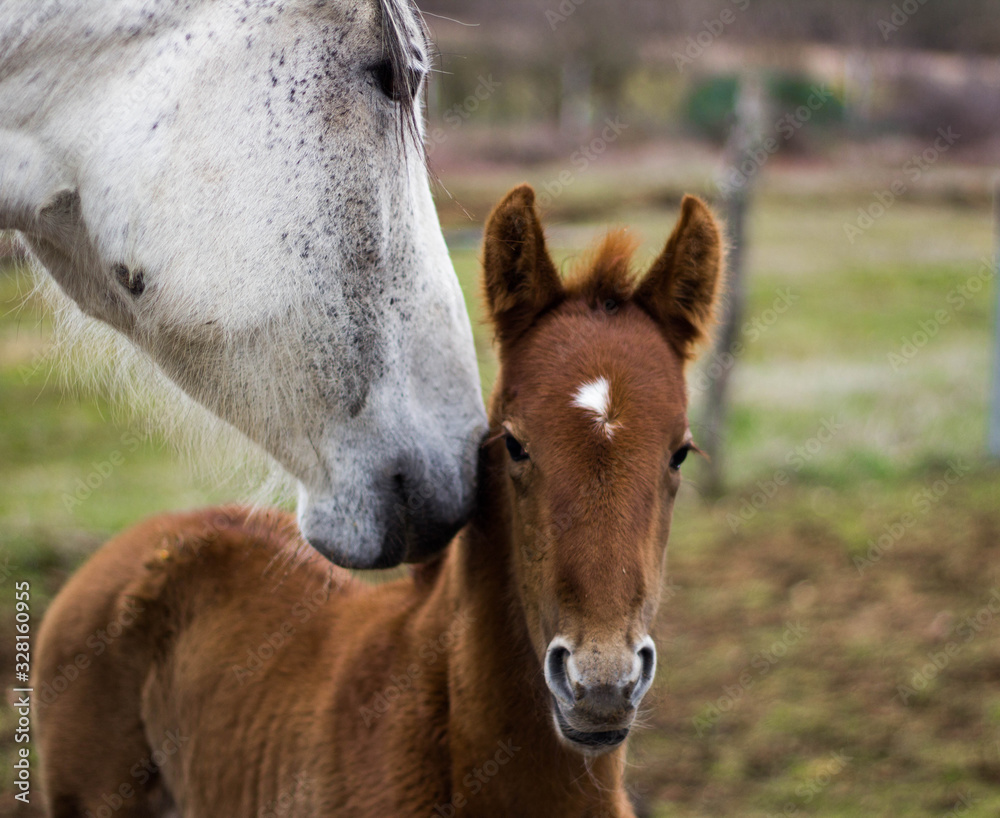baby horse with her mother, tender image baby horse with her mother, tender image