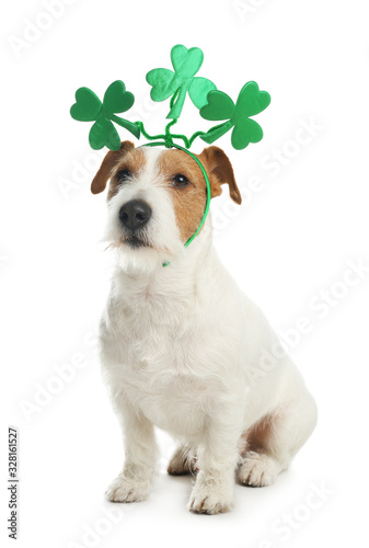 Jack Russell terrier with clover leaves headband on white background. St. Patrick's Day