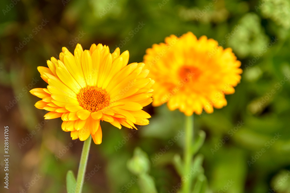 Orange calendula flower on blurred background of vegetation in garden. Orange calendula flower on blurred background of vegetation in garden.