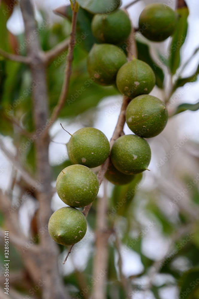 Evergreen macadamia free with ripe green nuts in shell ready for harvest Evergreen macadamia free with ripe green nuts in shell ready for harvest