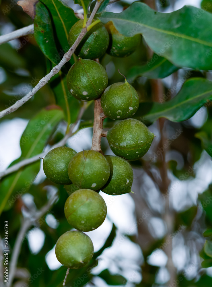 Evergreen macadamia free with ripe green nuts in shell ready for harvest Evergreen macadamia free with ripe green nuts in shell ready for harvest