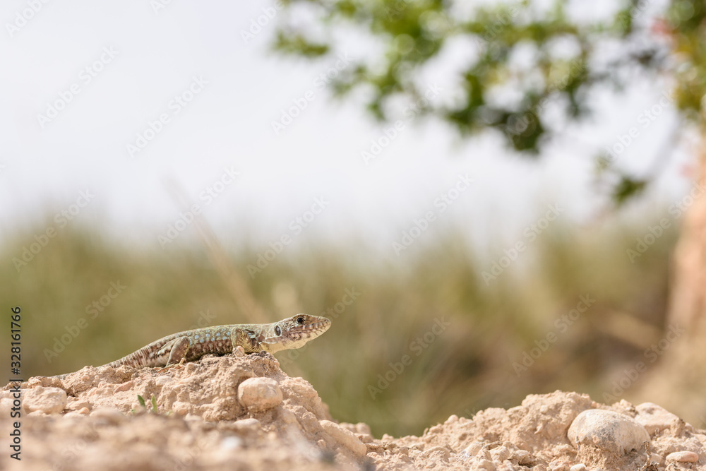 young sierra nevada lizard (Timon nevadensis) on a rock young sierra nevada lizard (Timon nevadensis) on a rock