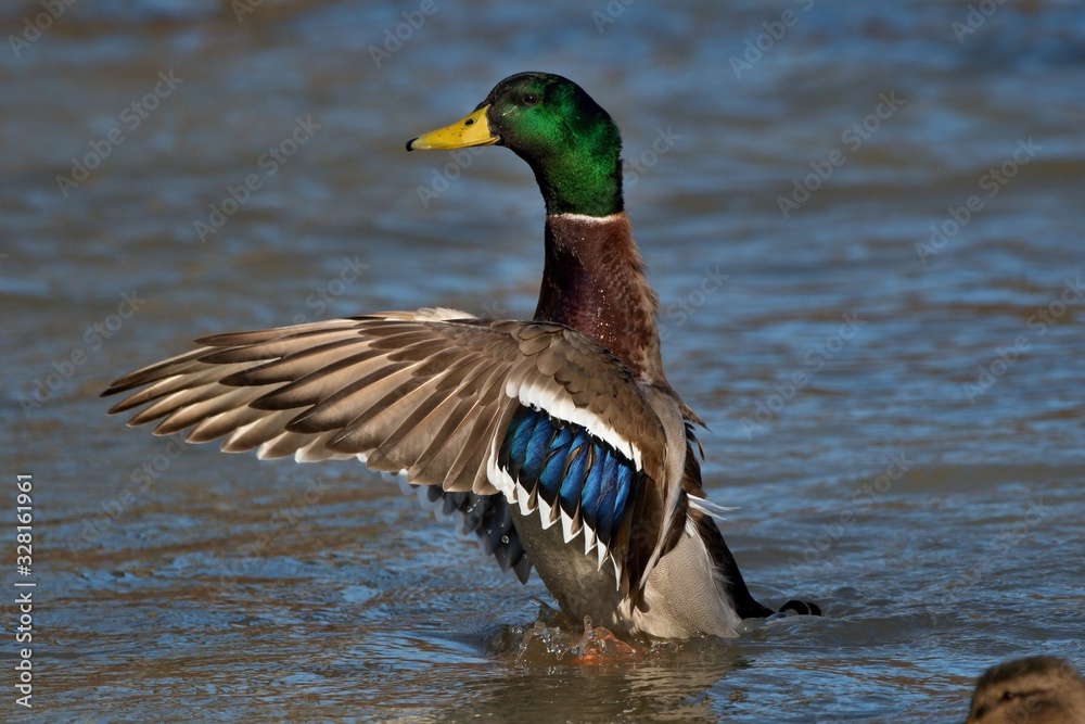 Fototapeta premium Wild ducks in mating season in danube lake, Slovakia, Europe