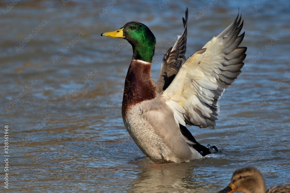 Wild ducks in mating season in danube lake, Slovakia, Europe Wild ducks in mating season in danube lake, Slovakia, Europe