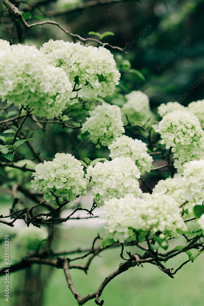 beautiful green hydrangea flowers on a Bush in the springtime in the Botanical garden beautiful green hydrangea flowers on a Bush in the springtime in the Botanical garden
