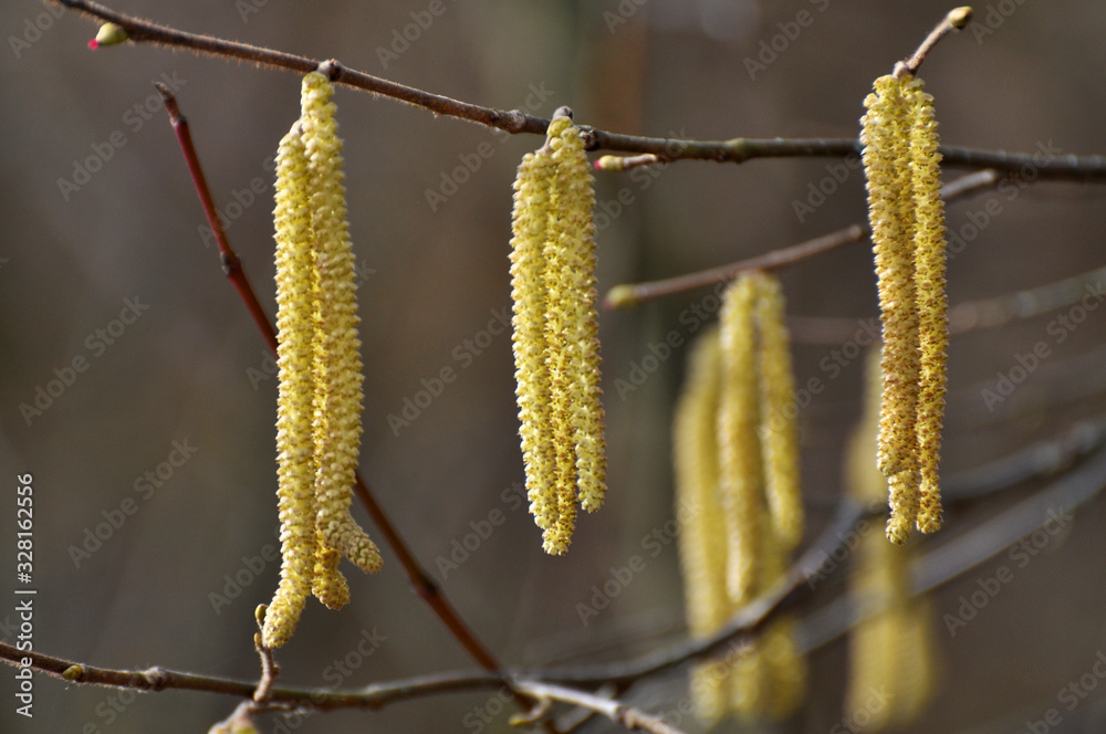 Fototapeta premium In the spring, hazel (Corylus avellana) blooms in the forest