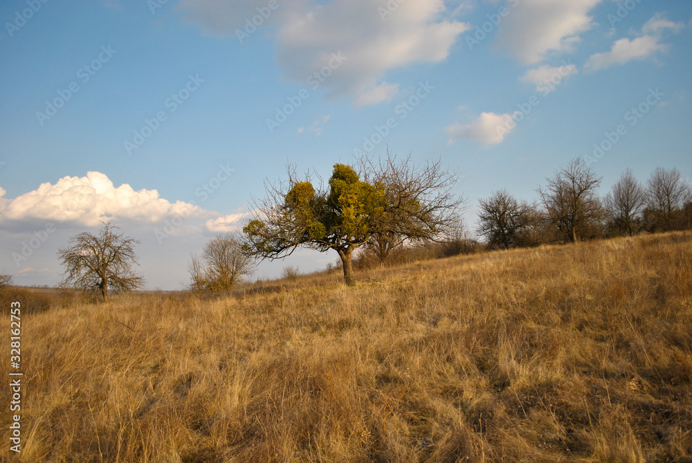  dry grass and tree in the field