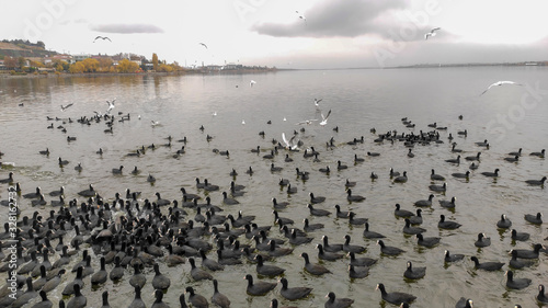 lake and cormorants and ducks, seagull