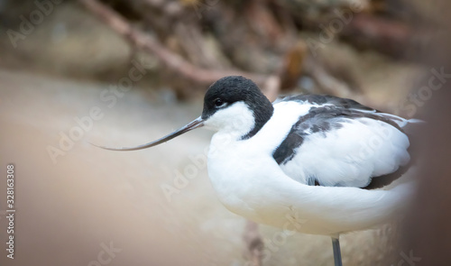 Beautiful pied avocet, Recurvirostra avosetta on the waters of the Bay of Cadiz photo