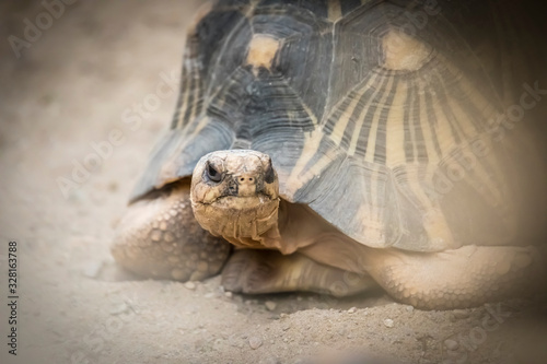 turtle on grass in zoo dvur kralove photo