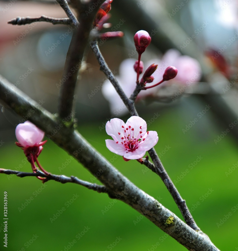 pink flowers of apple tree. Spring cherry blossoms white flowers. pink flowers of apple tree. Spring cherry blossoms white flowers.