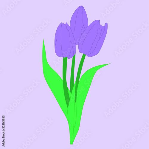bouquet of first purple tulips