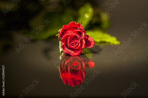 Fototapeta Naklejka Na Ścianę i Meble -  Eine Rote Rose-Spiegelung  Glastisch