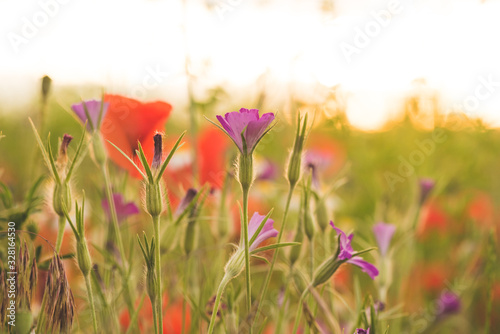 Colorful flowering herb meadow with red poppies and other blooming wildflowers. Bee pasture for honey production in sunlight. Photo suitable as wall decoration in the wellness area
