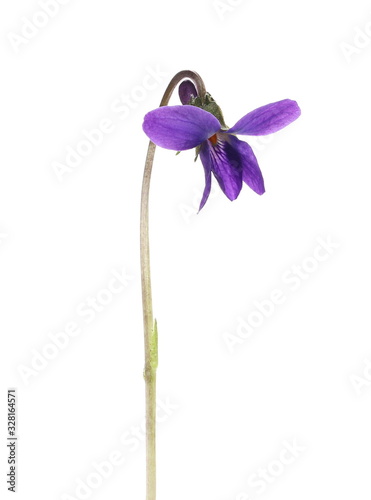 Violet flower, viola odorata isolated on white background
