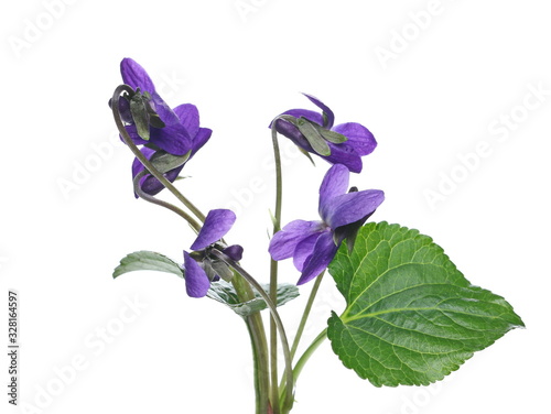 Fototapeta Naklejka Na Ścianę i Meble -  Violets flowers, viola odorata  isolated on white background