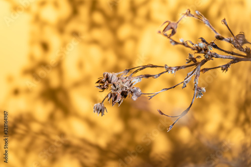 WEINFELDEN, SWITZERLAND - MARCH 1, 2020: Outdoor ornamental plant whose shadows reflect on the yellow wall