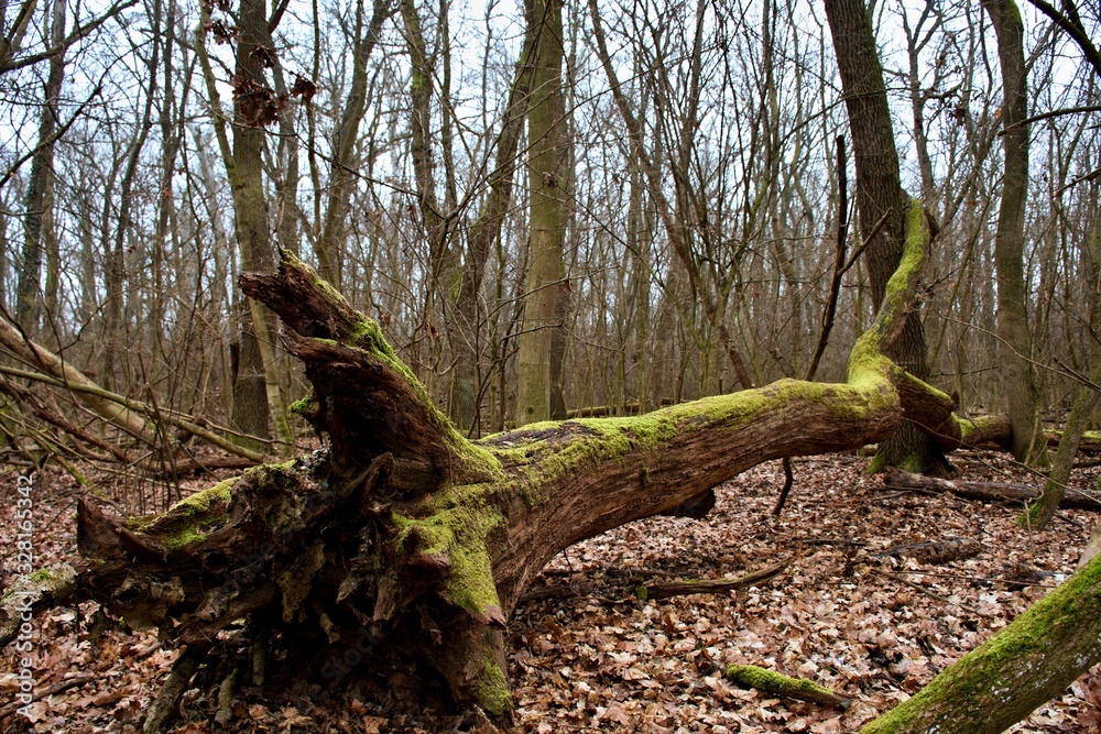 Danube forest in winter without snow, Slovakia, Europe