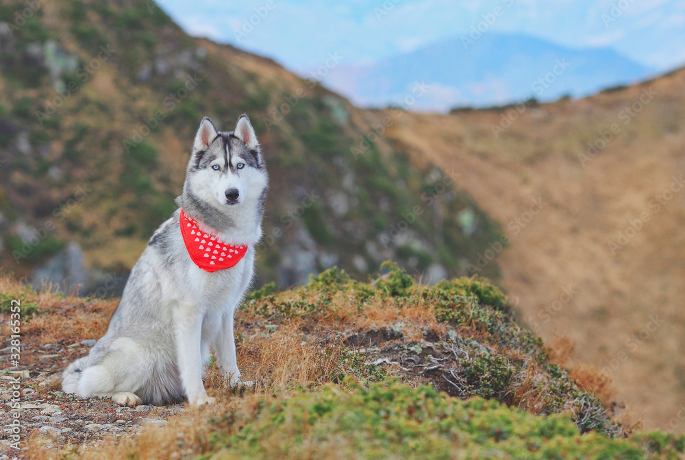 siberian husky with mountains on background