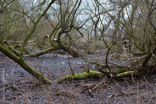 Danube forest in winter without snow, Slovakia, Europe