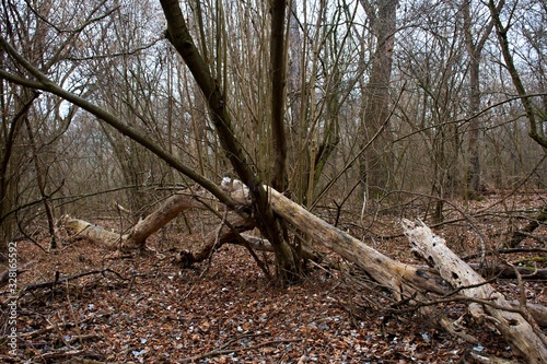 Danube forest in winter without snow, Slovakia, Europe