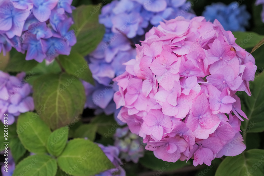 Many hydrangea flowers growing in the garden, floral background.Hydrangea is pink, blue, lilac, violet, flowers are blooming in spring and summer at sunset in park,garden.many fresh blossom Many hydrangea flowers growing in the garden, floral background.Hydrangea is pink, blue, lilac, violet, flowers are blooming in spring and summer at sunset in park,garden.many fresh blossom