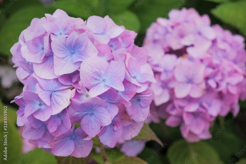 Many hydrangea flowers growing in the garden, floral background.Hydrangea is pink, blue, lilac, violet, flowers are blooming in spring and summer at sunset in park,garden.many fresh blossom Many hydrangea flowers growing in the garden, floral background.Hydrangea is pink, blue, lilac, violet, flowers are blooming in spring and summer at sunset in park,garden.many fresh blossom