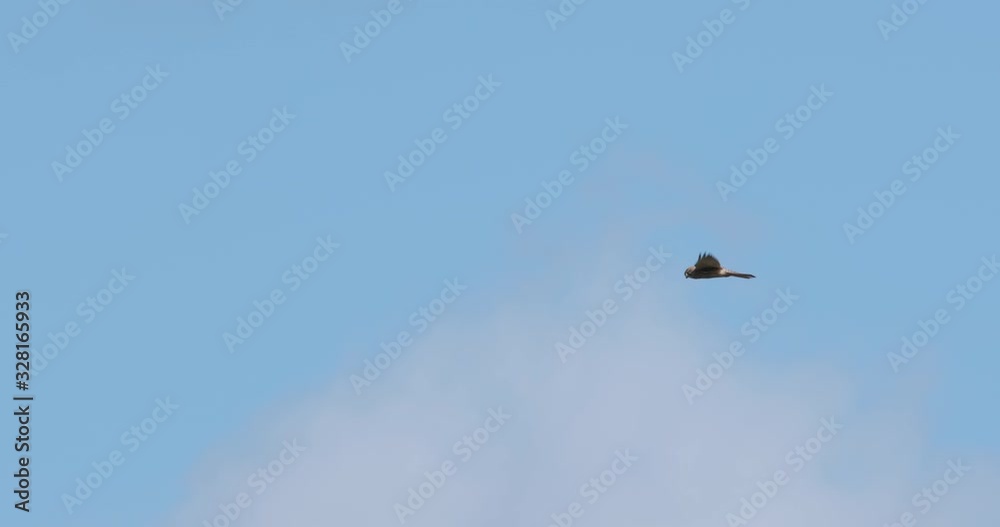 Kestrel Wild Bird Of Prey Fling in Blue Sky Copy Space Kestrel Wild Bird Of Prey Fling in Blue Sky Copy Space