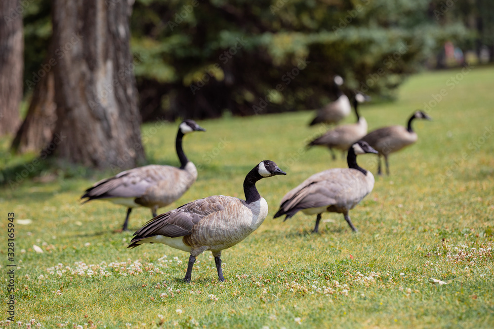 Fototapeta premium Canadian Geese