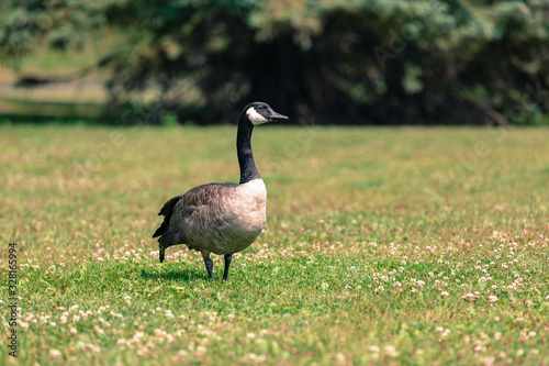 Quadro su tela Canadian Goose
