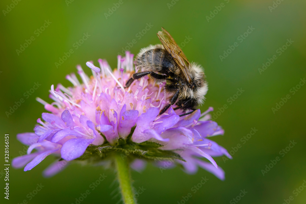 Bumblebee collects nectar on a purple flower in spring Bumblebee collects nectar on a purple flower in spring