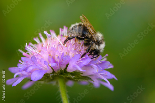 Bumblebee collects nectar on a purple flower in spring © alex_1910