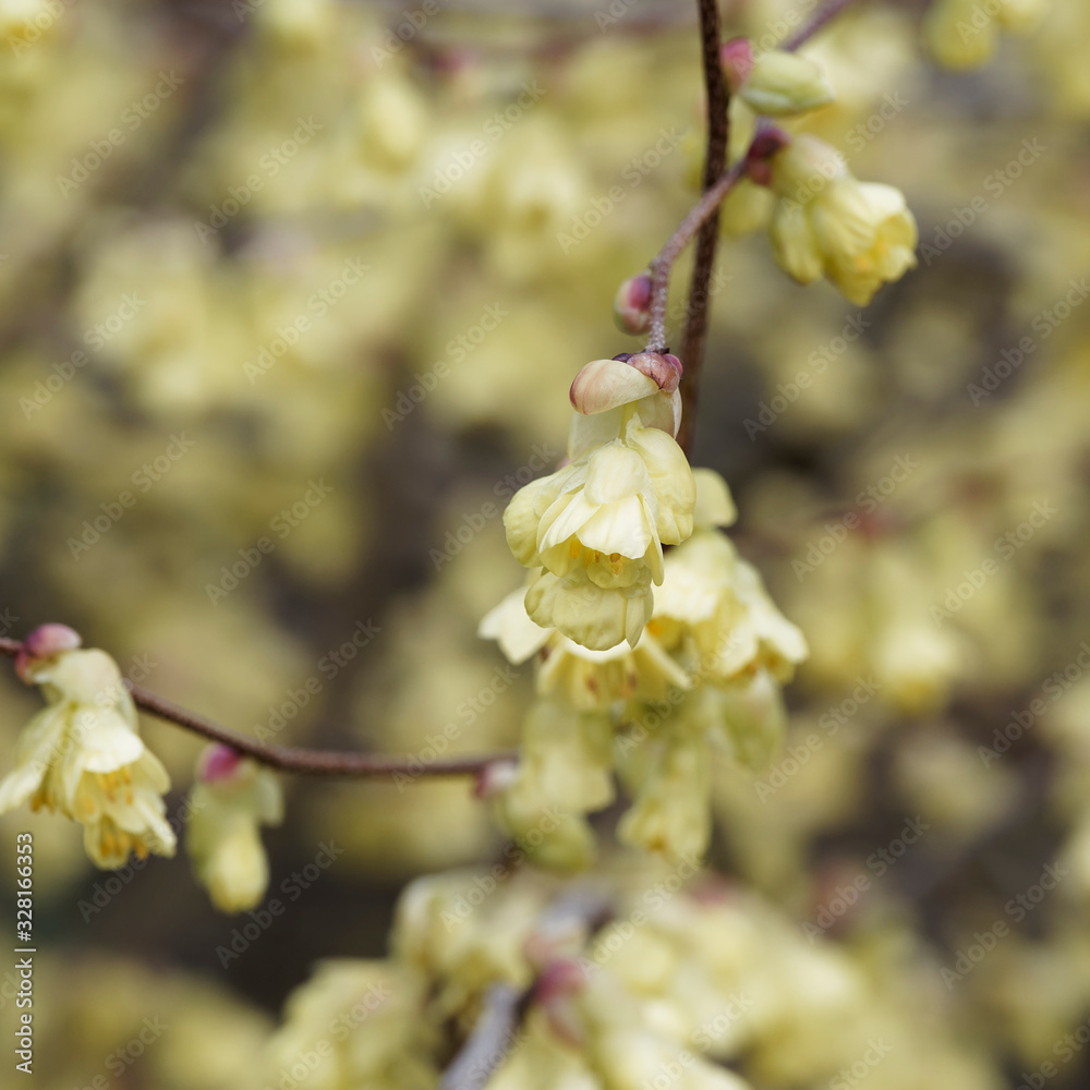 Gros plan sur fleurs jaunes pendantes sur de fines ramures marron, nues et ornées de lenticelles blanches du noisetier du Japon pauciflore (Corylopsis pauciflora) Gros plan sur fleurs jaunes pendantes sur de fines ramures marron, nues et ornées de lenticelles blanches du noisetier du Japon pauciflore (Corylopsis pauciflora)