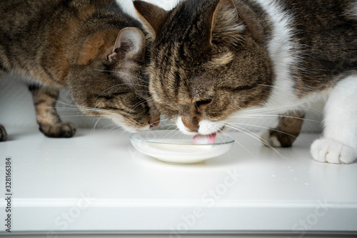 two tabby cats drinking milk © FurryFritz