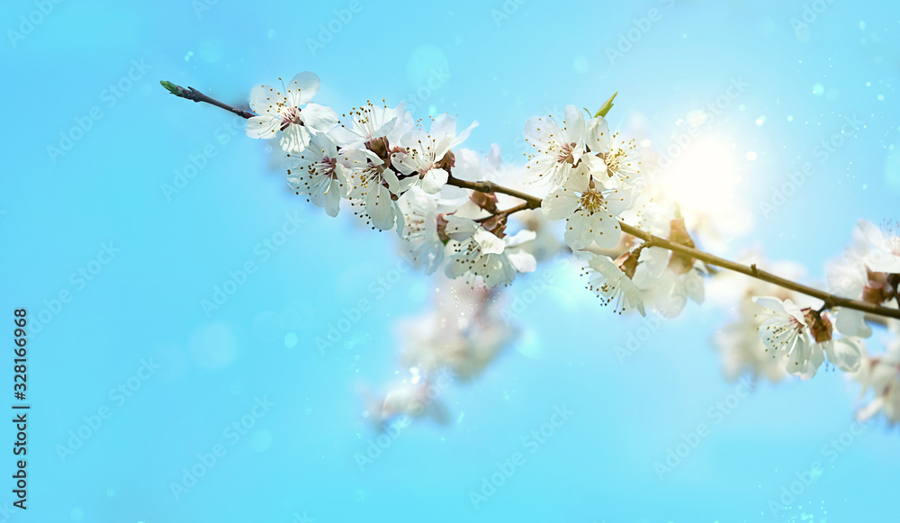 blossom cherry background. beautiful floral spring season. 