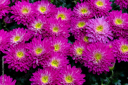 Chrysanthemum bright pink flower close-up  background wallpaper backdrop design  many petals of a bright magenta color