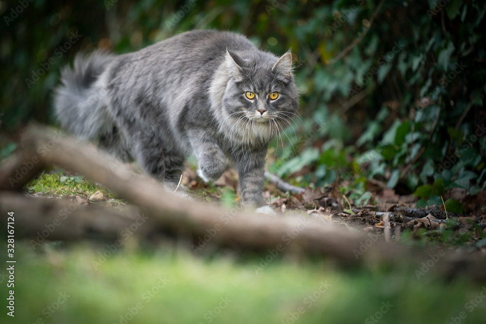 blue tabby maine coon cat walking in nature looking at camera