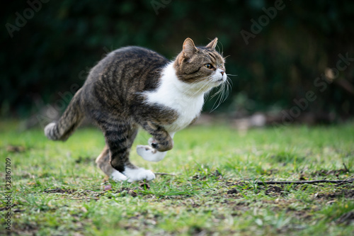 tabby white british shorthair cat running on meadow very fast