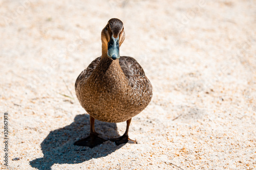 duck