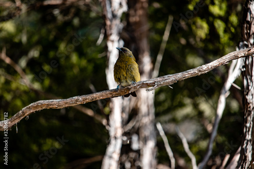 New Zealand Bellbird