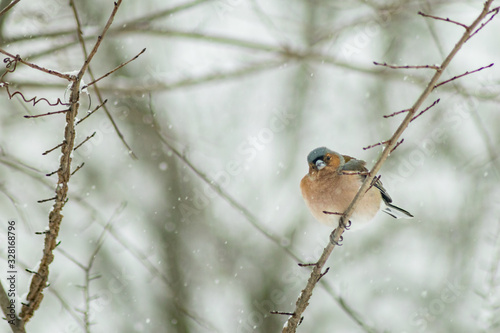 Finch bird winter in wildlife 
