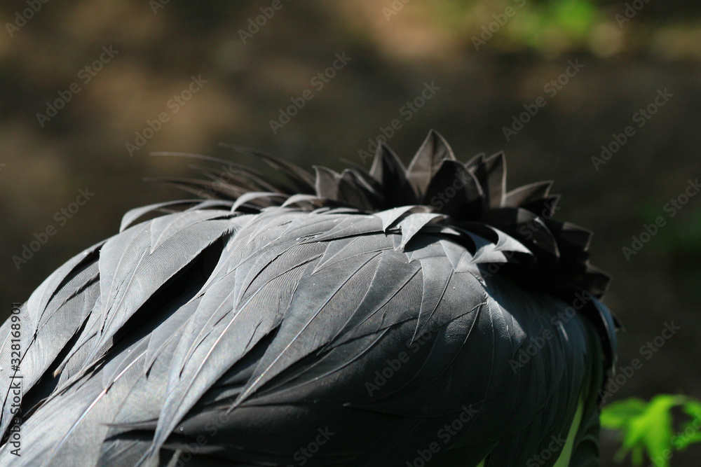 Fototapeta premium graue Vogekfedern wunderschön