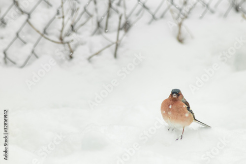 Finch bird winter in wildlife